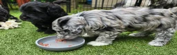 Kruising honden te koop: Prachtige pups - Advertentie 7