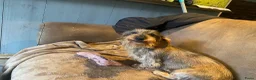 Ruwhaar Teckel honden te koop: Uniek ruwharig rood crème kaninchen teckel reutje - Advertentie 10