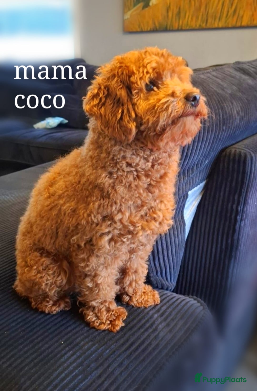 Dwergpoedel honden te koop: Dieprode dwergpoedel pups - Advertentie 2