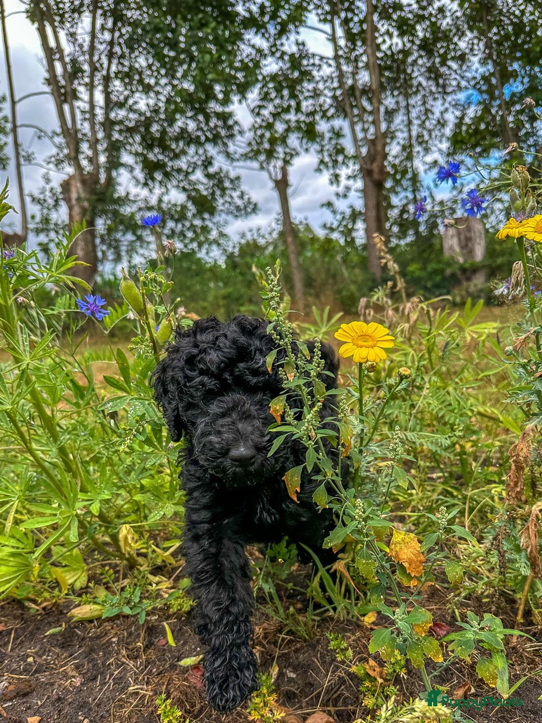 Poedel honden te koop: koningspoedel pups - Afbeelding 9