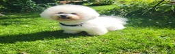 Bichon Frisé honden te koop: Prachtige Bichon Frisé met stamboom - Advertentie 12