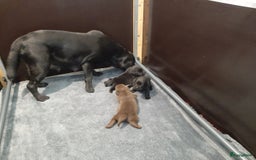 Labrador Retriever honden te koop: Bruin reutje - Afbeelding 20