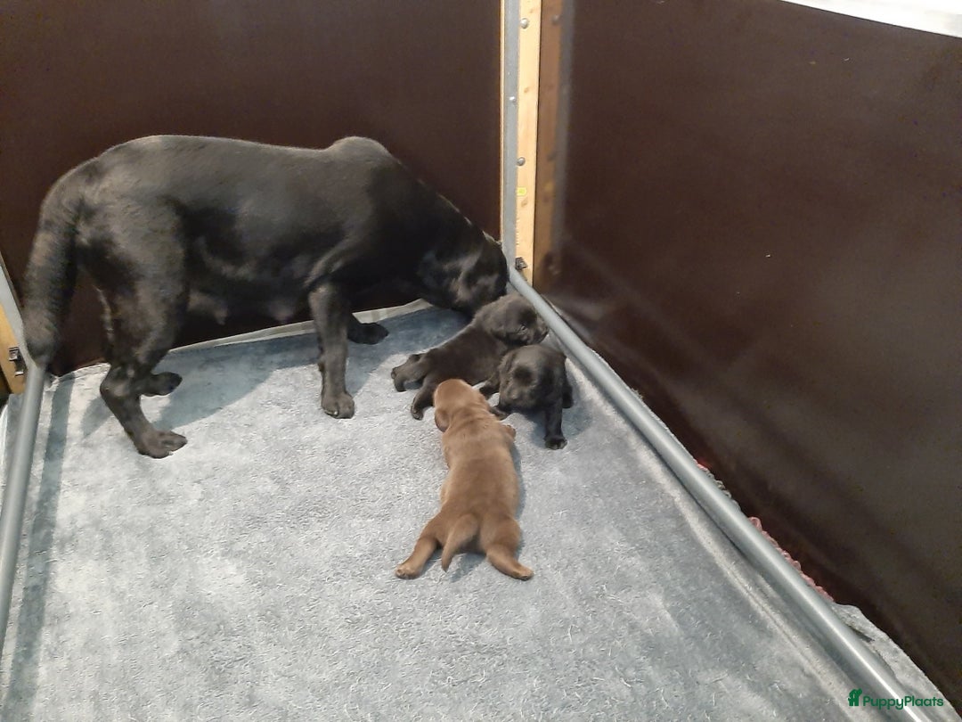 Labrador Retriever honden te koop: Bruin reutje - Afbeelding 20