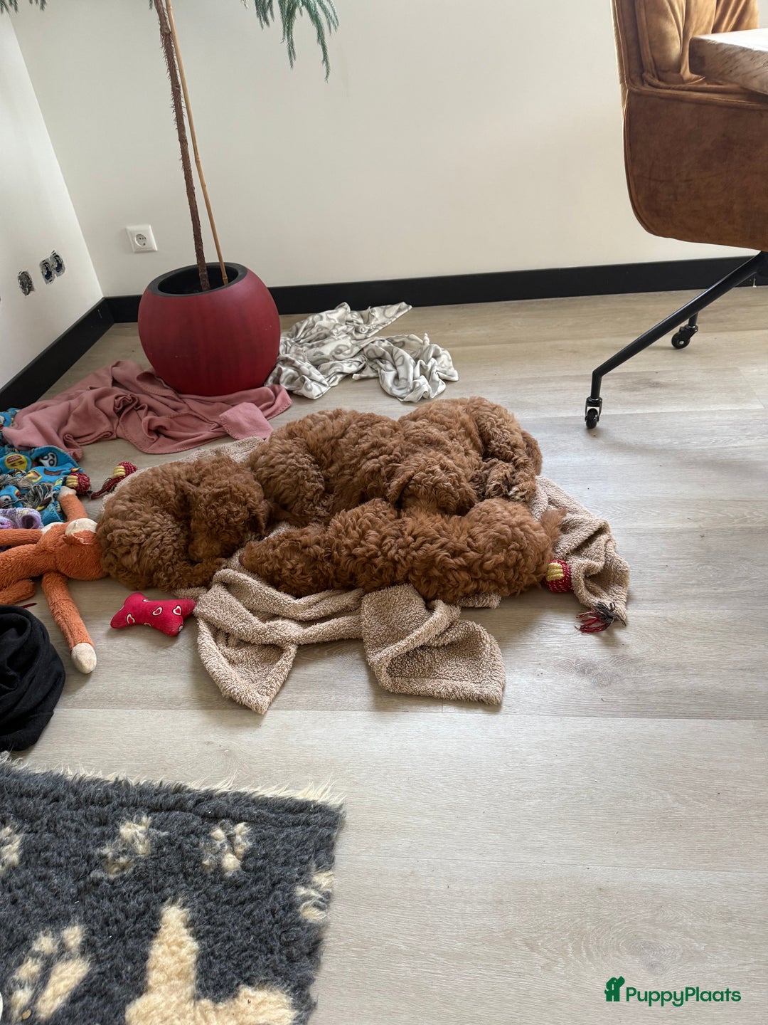 Goldendoodle honden te koop:  Prachtige F3 Doodle Pups van Roos & Sem - Advertentie 9