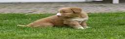 Nova Scotia Duck Tolling Retriever honden te koop: Nova Scotia Duck Tolling Retriever pups # Toller - Advertentie 32