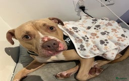 Pitbull Terriër honden ter dekking: Ajax/Jaxie ( DEKREU ) - Advertentie 3