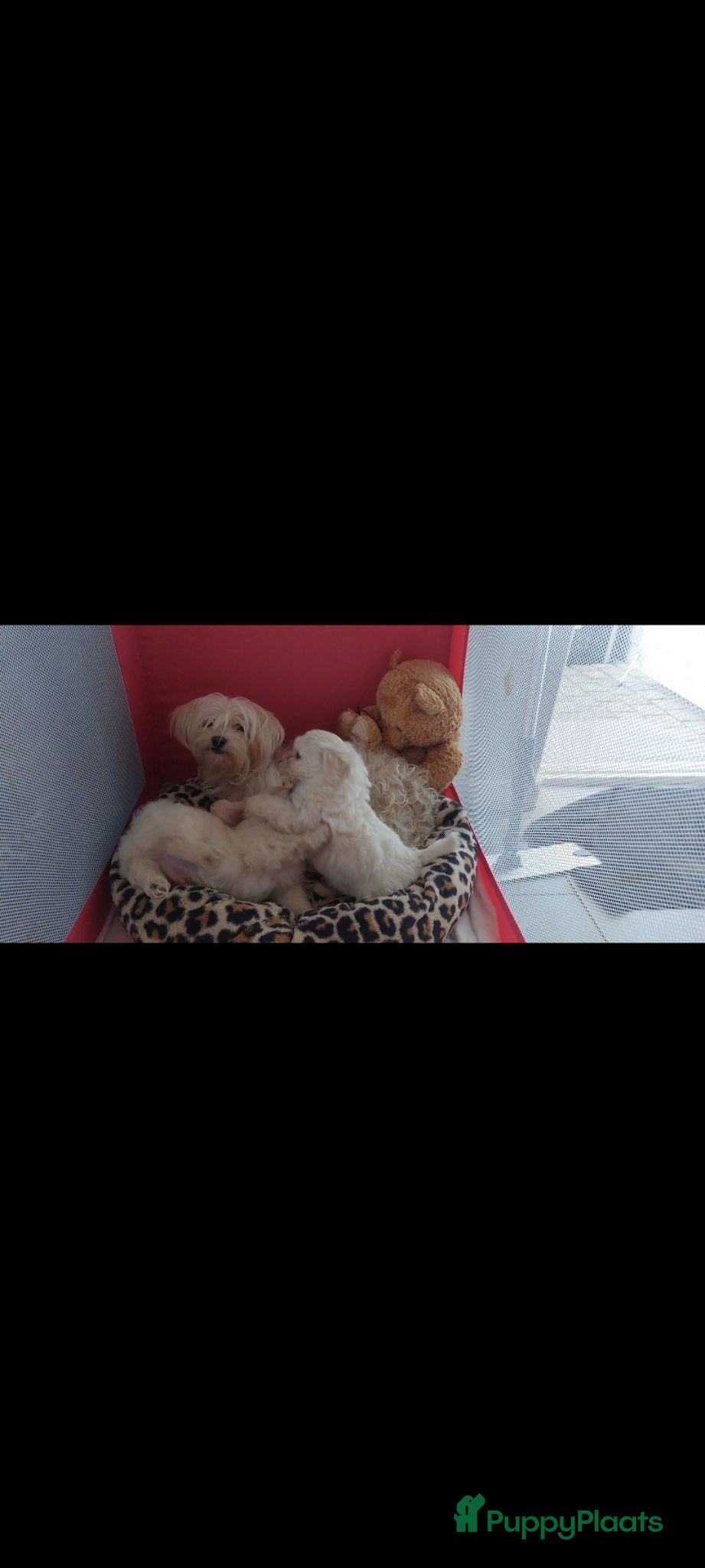 Maltipoo honden Maltipoo puppys - Advertentie 1