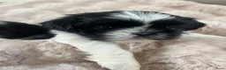 Shih Tzu honden te koop: Lieve Shih Tzu pups in Honselersdijk - Advertentie 3