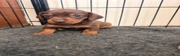 Dwergteckel honden te koop: Dwergteckel pups - Advertentie 23