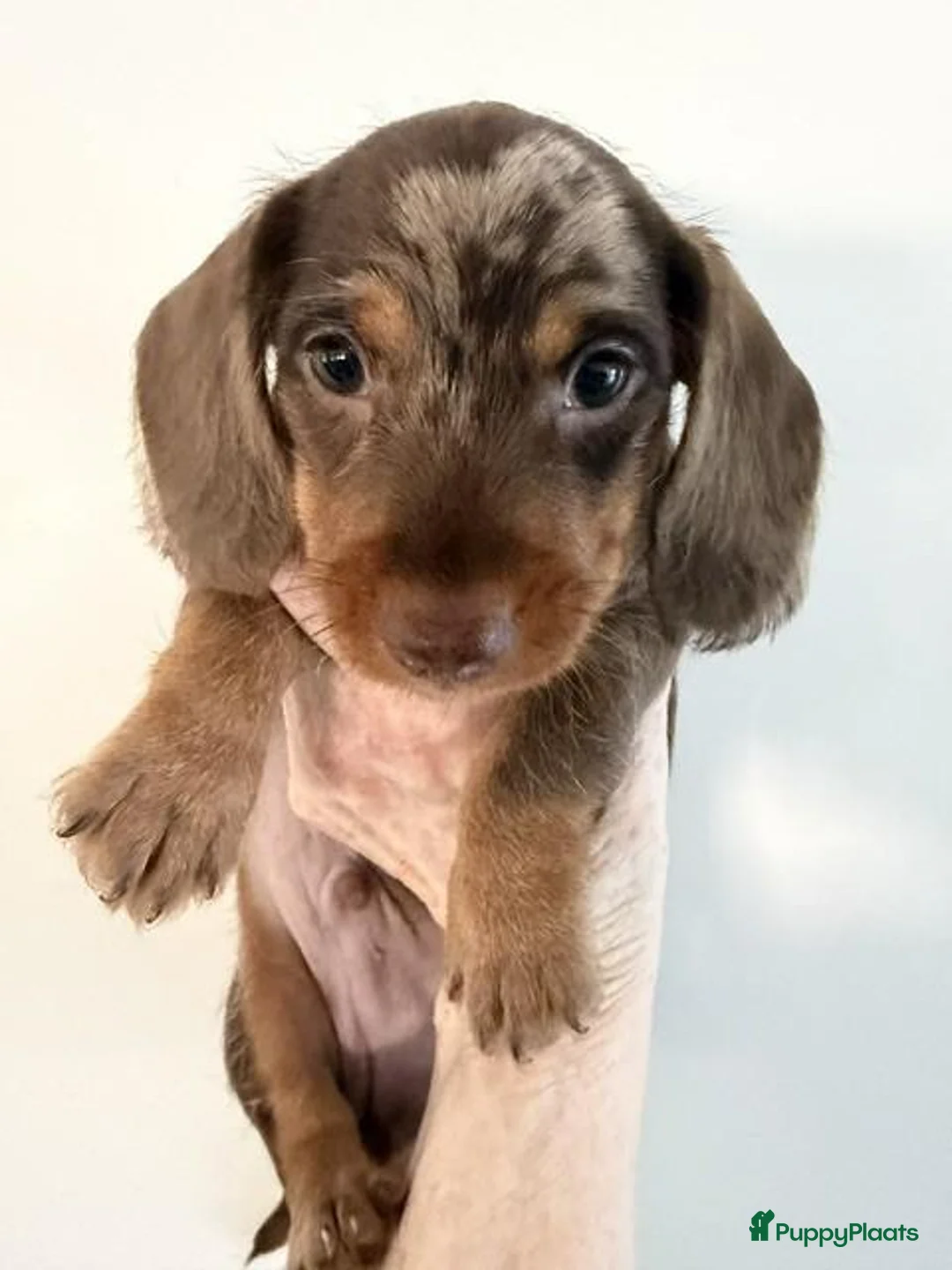 Ruwhaar Teckel honden te koop: Ruwharige dapple choco teckel reutje - Advertentie 2