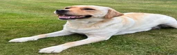 Labrador Retriever honden te koop: Prachtige Blonde Labrador Pups🐾 in Sint-Oedenrode - Advertentie 2