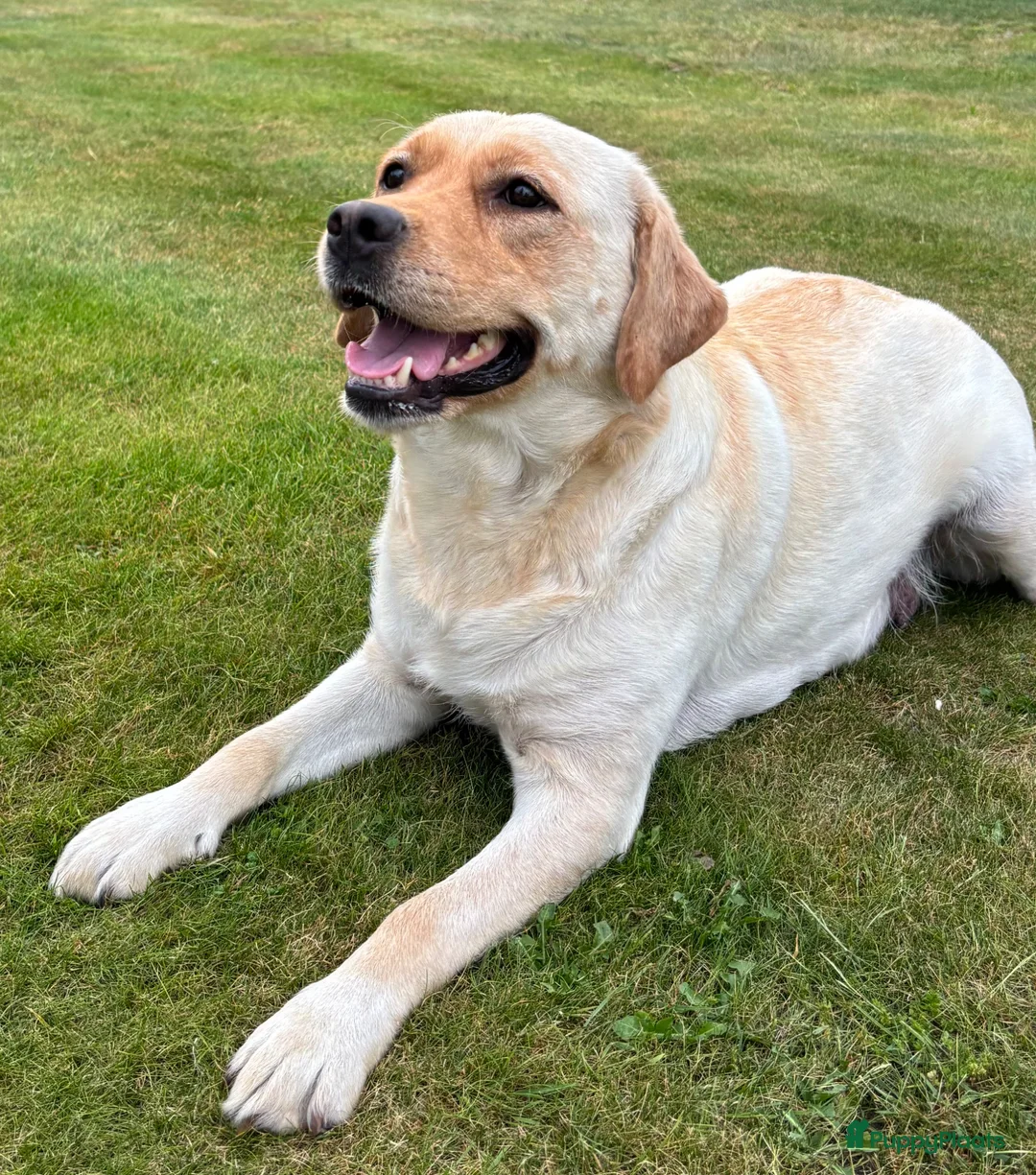 Labrador Retriever honden te koop: Prachtige Blonde Labrador Pups🐾 in Sint-Oedenrode - Advertentie 2