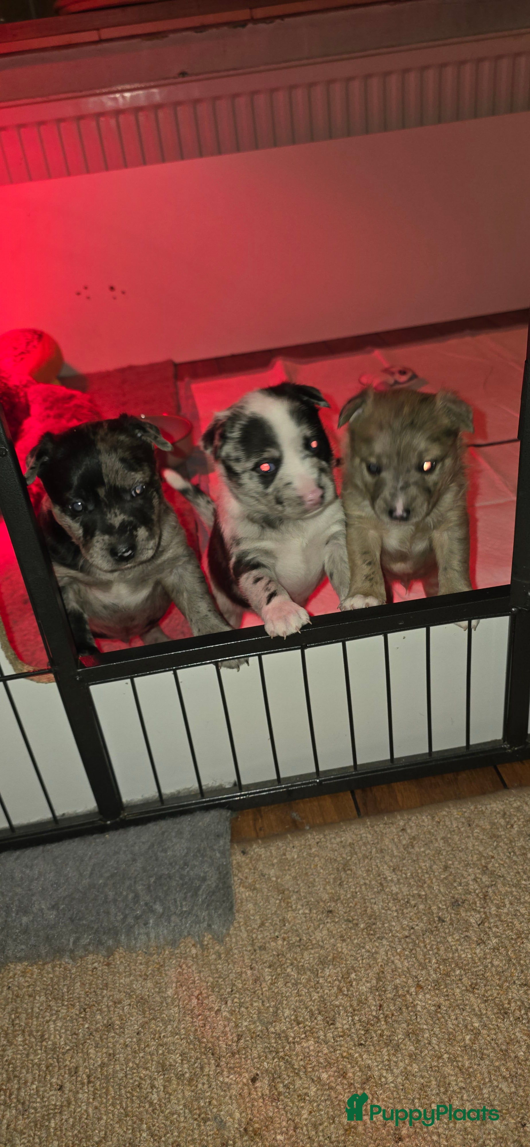 Kruising honden Te koop kruising bullterrier vs pomsky  - Advertentie 7