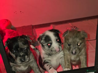 Kruising honden Te koop kruising bullterrier vs pomsky - Advertentie 1