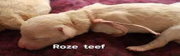 Labradoodle honden te koop: Prachtige Medium Labradoodle pups geboren  - Advertentie 13
