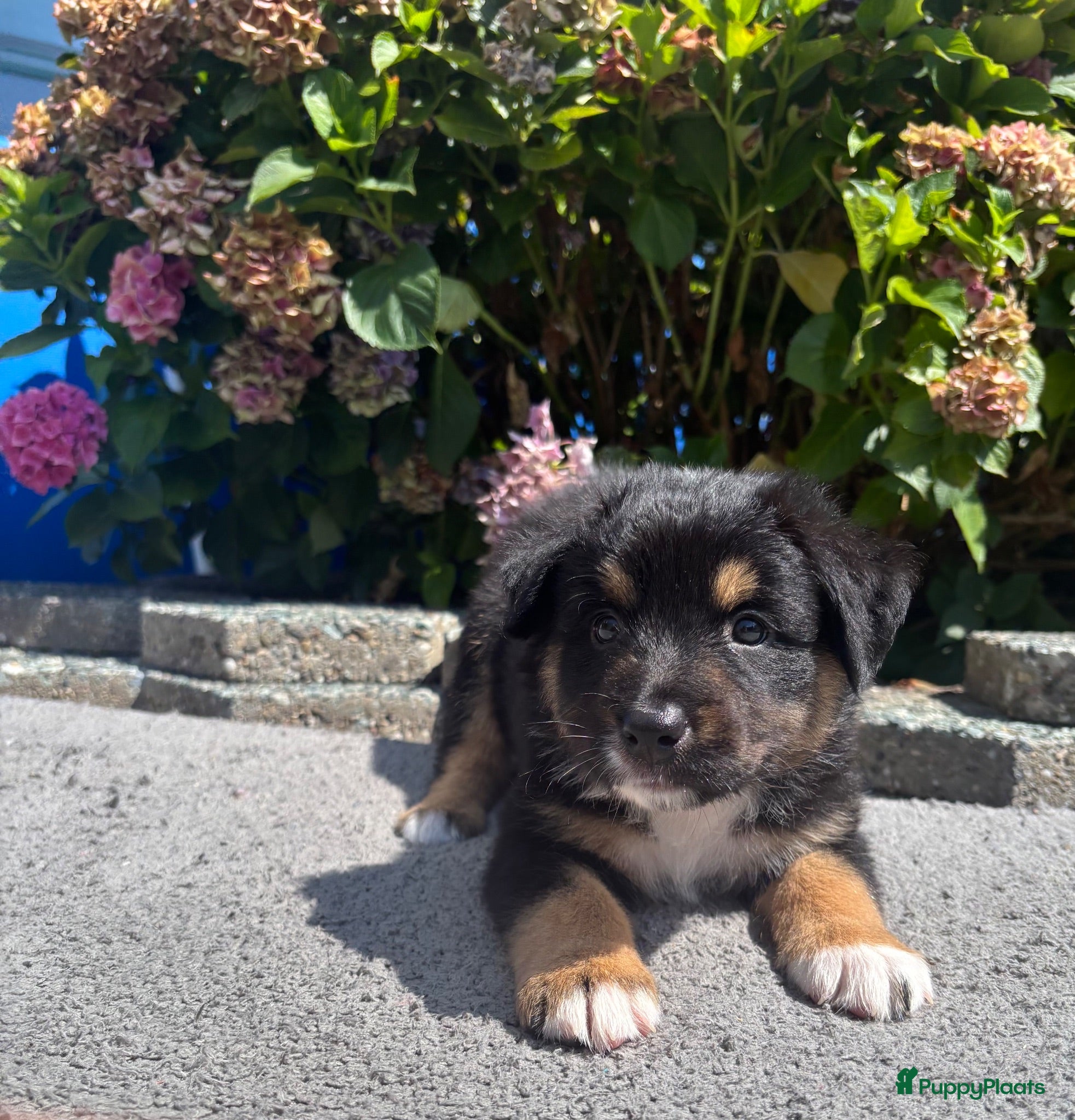 Australian Shepherd honden Lieve Australian Shepherd pups - Advertentie 2