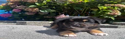 Australian Shepherd honden te koop: Lieve Australian Shepherd pups - Advertentie 2
