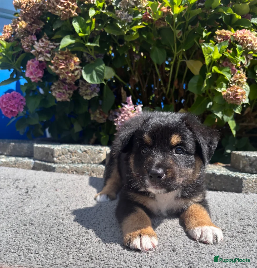 Australian Shepherd honden te koop: Lieve Australian Shepherd pups - Advertentie 2