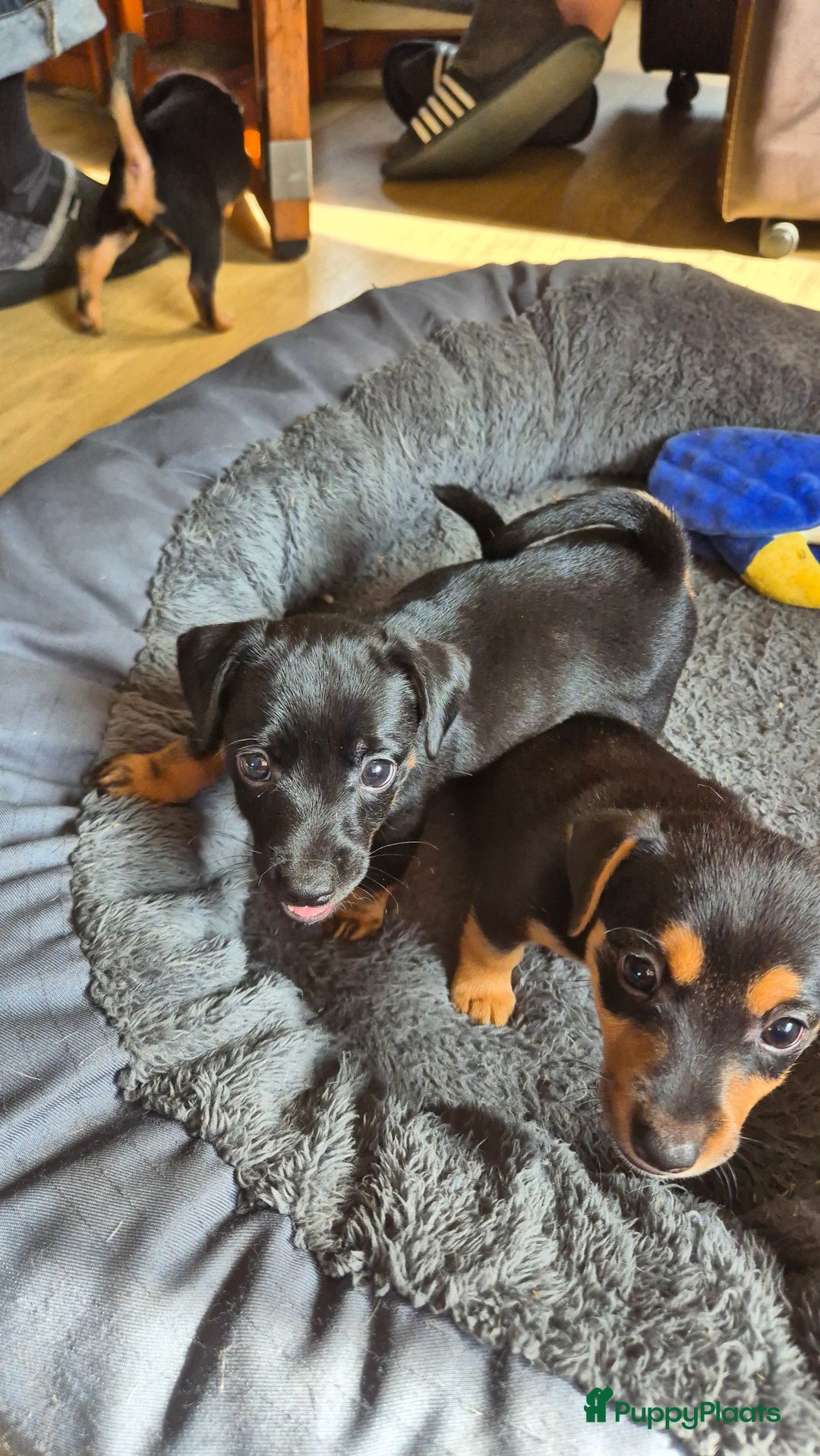 Jack Russel Terriër honden te koop: Jack russel pups kunnen naar nieuw huisje  - Afbeelding 5