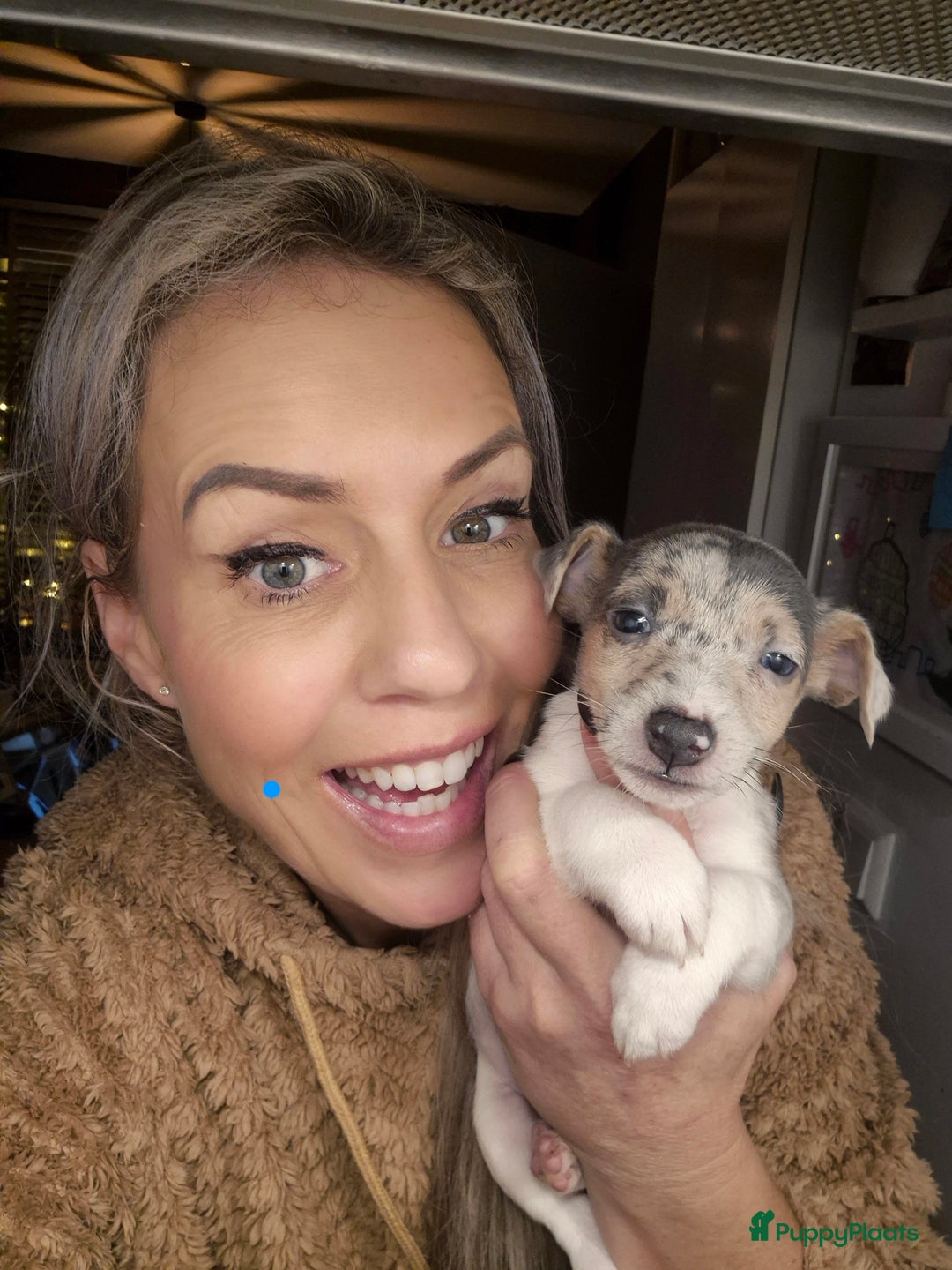 Jack Russel Terriër honden te koop: Laag being kort harige mini jackrussel pups - Advertentie 5