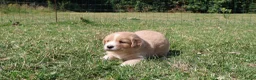 Labrador Retriever honden te koop: Wij hebben hele knappe labrador pups te koop - Advertentie 15