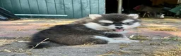 Pomsky honden te koop: Prachtige Pomsky pups - Advertentie 8