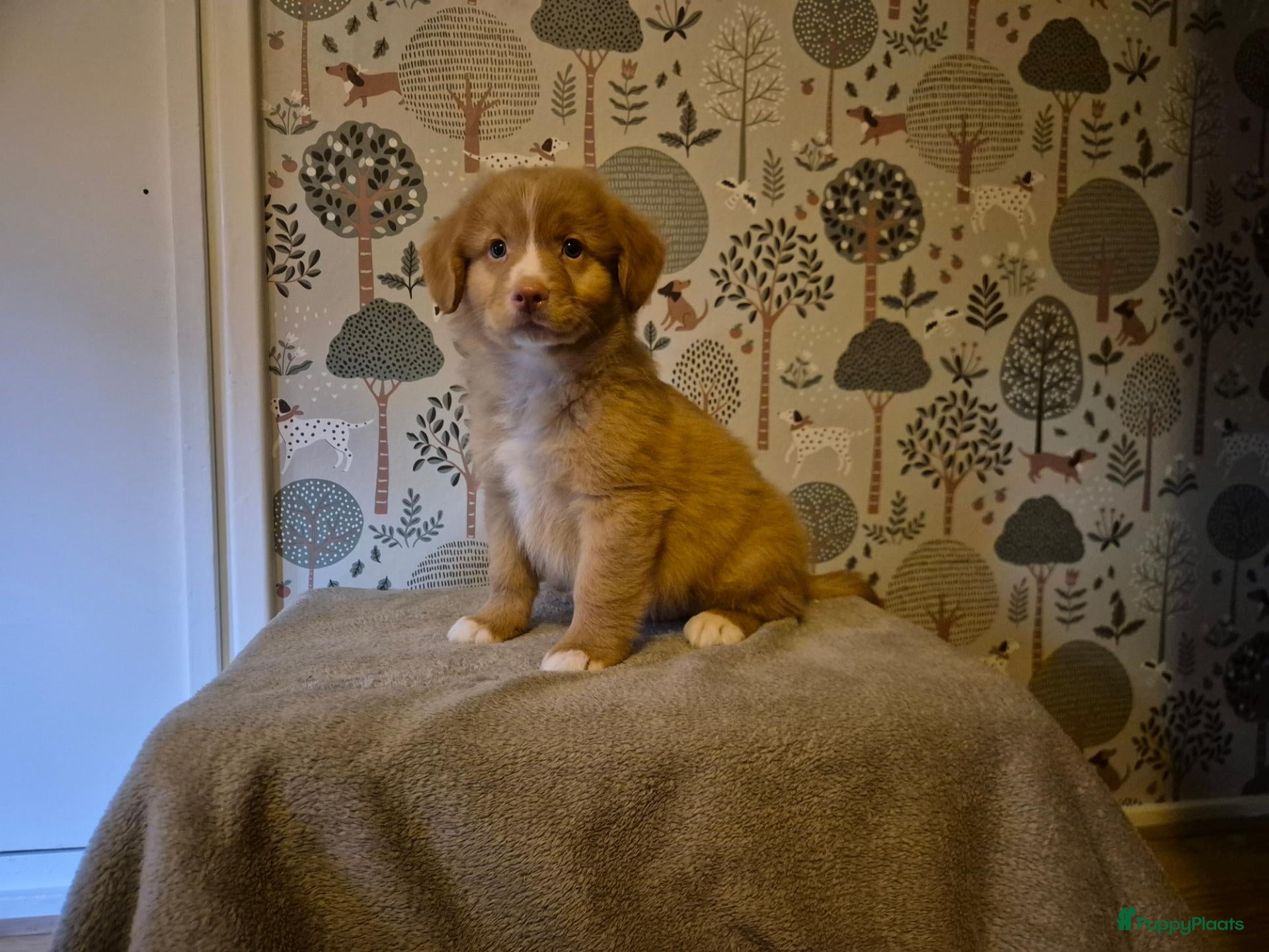 Nova Scotia Duck Tolling Retriever honden te koop: Lieve Nova Scotia Duck Tolling Retriever Pups - Advertentie 7