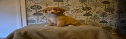 Nova Scotia Duck Tolling Retriever honden te koop: Lieve Nova Scotia Duck Tolling Retriever Pups - Advertentie 1