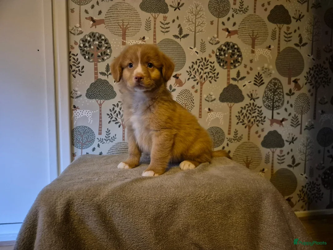 Nova Scotia Duck Tolling Retriever honden te koop: Lieve Nova Scotia Duck Tolling Retriever Pups - Advertentie 1