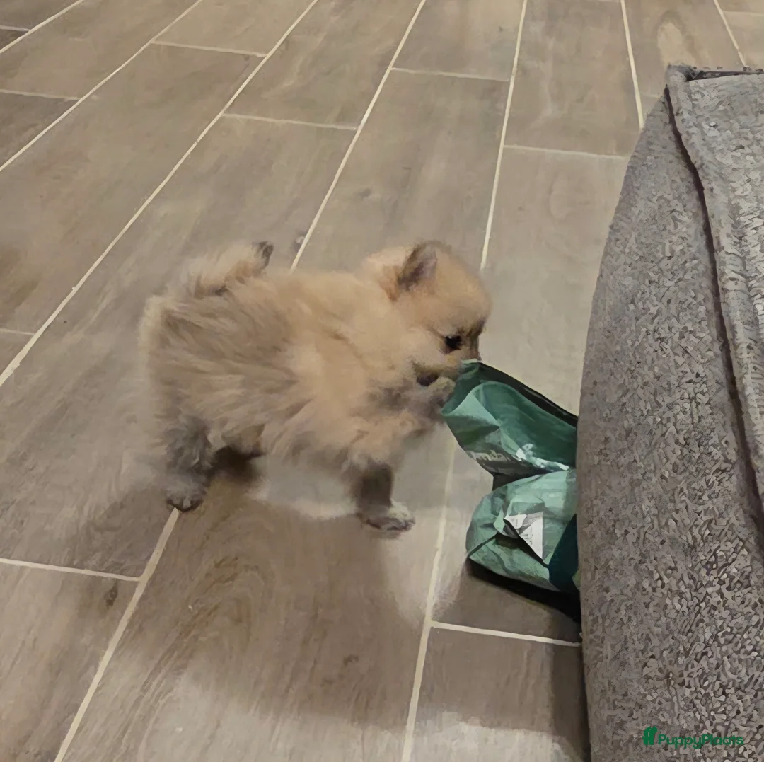 Pomeriaan honden te koop: Mooie pomeriaanpups te koop - Advertentie 16