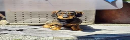 Ruwhaar Teckel honden te koop: Prachtige Ruwharige Teckel pups - Advertentie 14