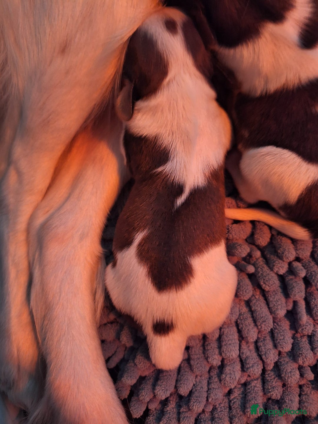 Kooikerhondje honden te koop: Supermooie gesocialiseerde reutjes - Advertentie 10
