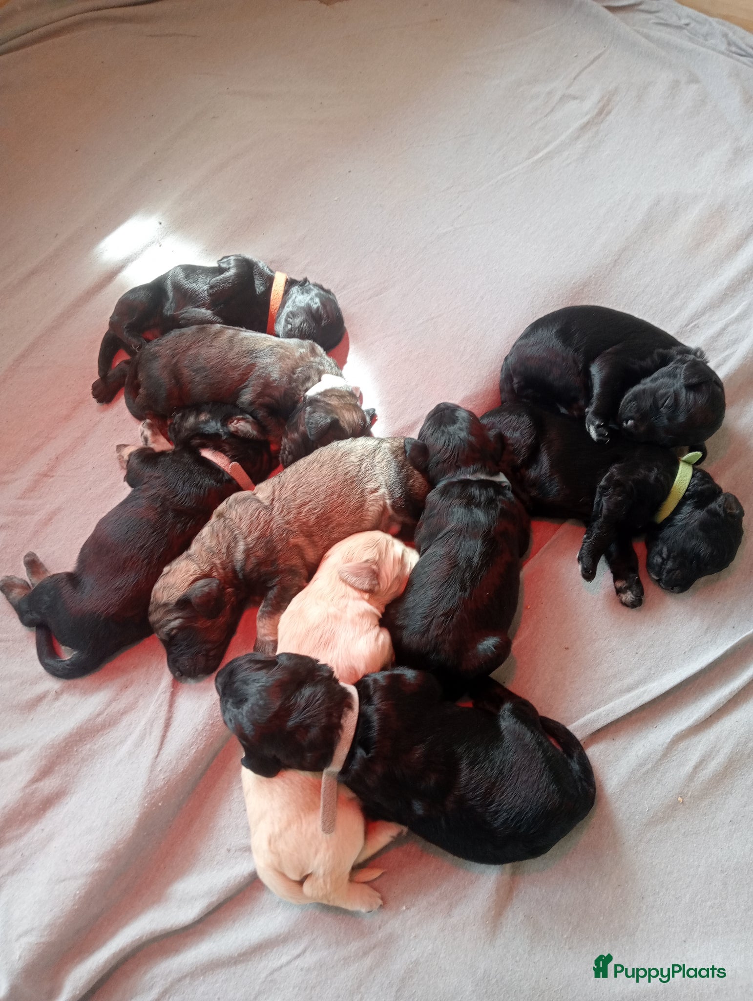 Labradoodle honden Labradoodle puppies  - Advertentie 1