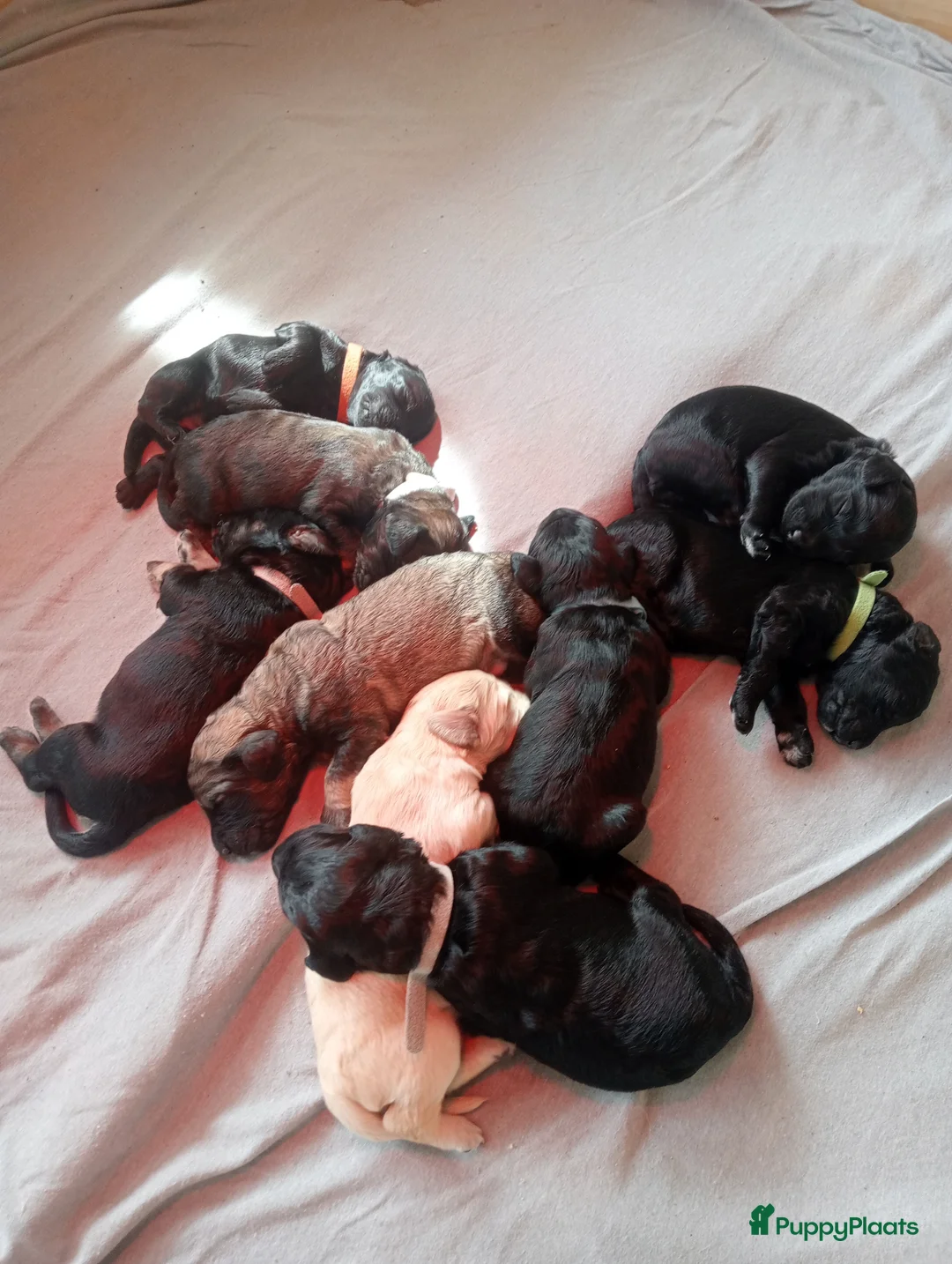 Labradoodle honden te koop: Labradoodle puppies  - Advertentie 1