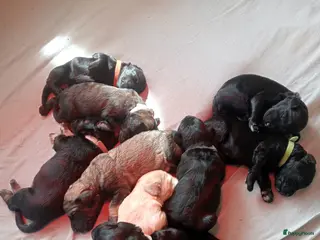 Labradoodle honden Labradoodle puppies - Advertentie 1