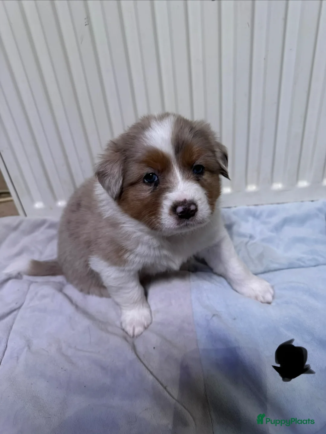 Australian Shepherd honden te koop: Prachtige aussi puppys in Leidschendam - Advertentie 2