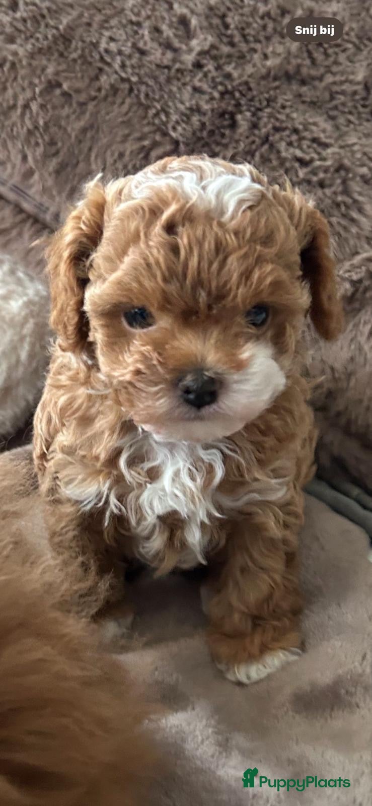 Shihpoo honden Mini shihpoo - Advertentie 1