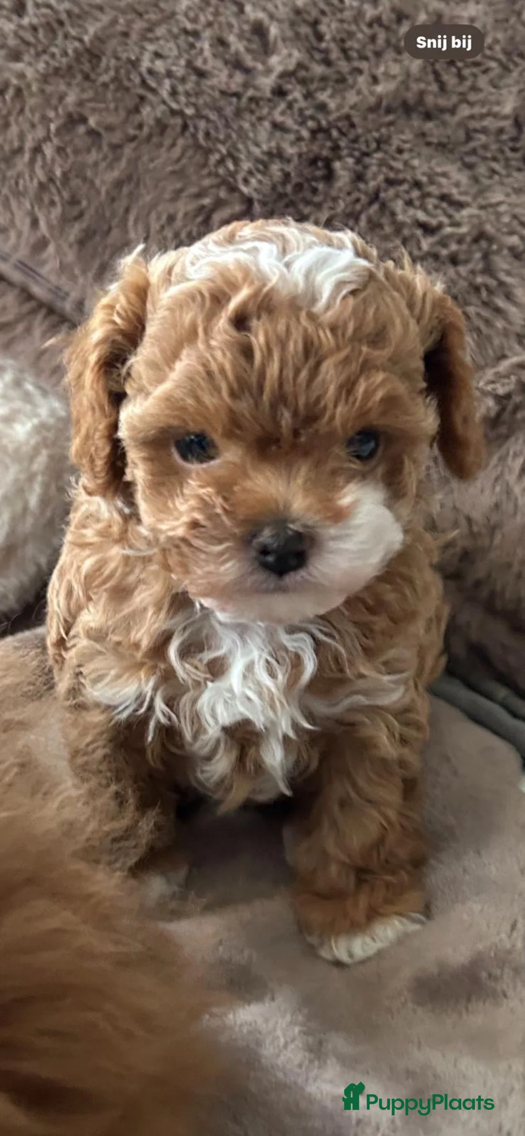 Shihpoo honden te koop: Mini shihpoo - Advertentie 1