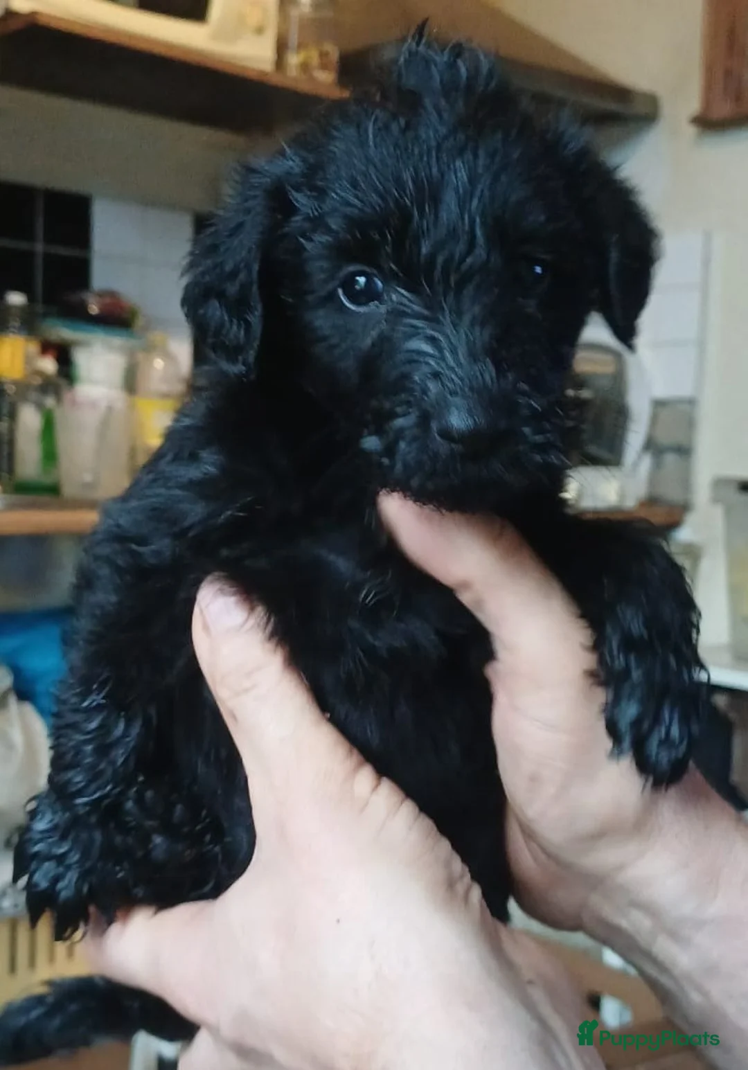 Kruising honden te koop: Een van deze prachtige pups is voor jou bedoeld? - Advertentie 5