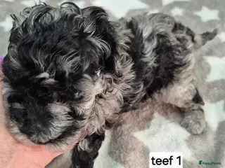 Dwergpoedel honden Schitterende Merle dwerg poedel pups - Advertentie 2