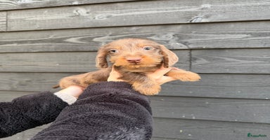 Ruwhaar Teckel honden - Advertentie 8