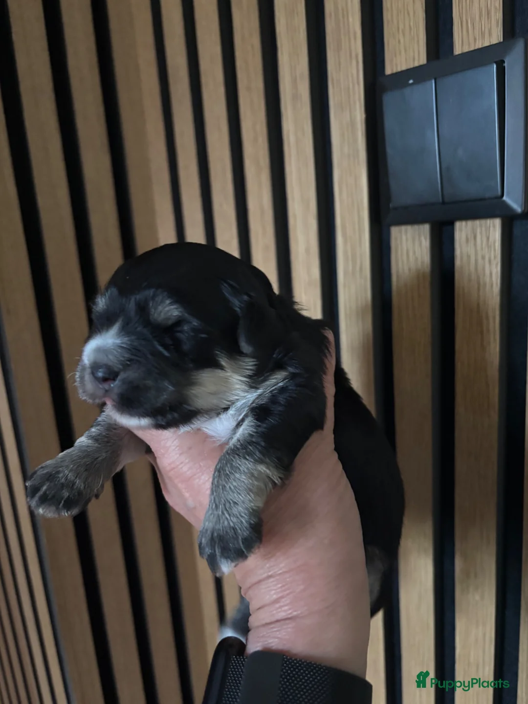 Kruising honden te koop: Superleuke en lieve pupjes.  - Advertentie 9