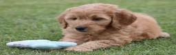 Goldendoodle honden te koop: Mooie Goldendoodle pups - Advertentie 19