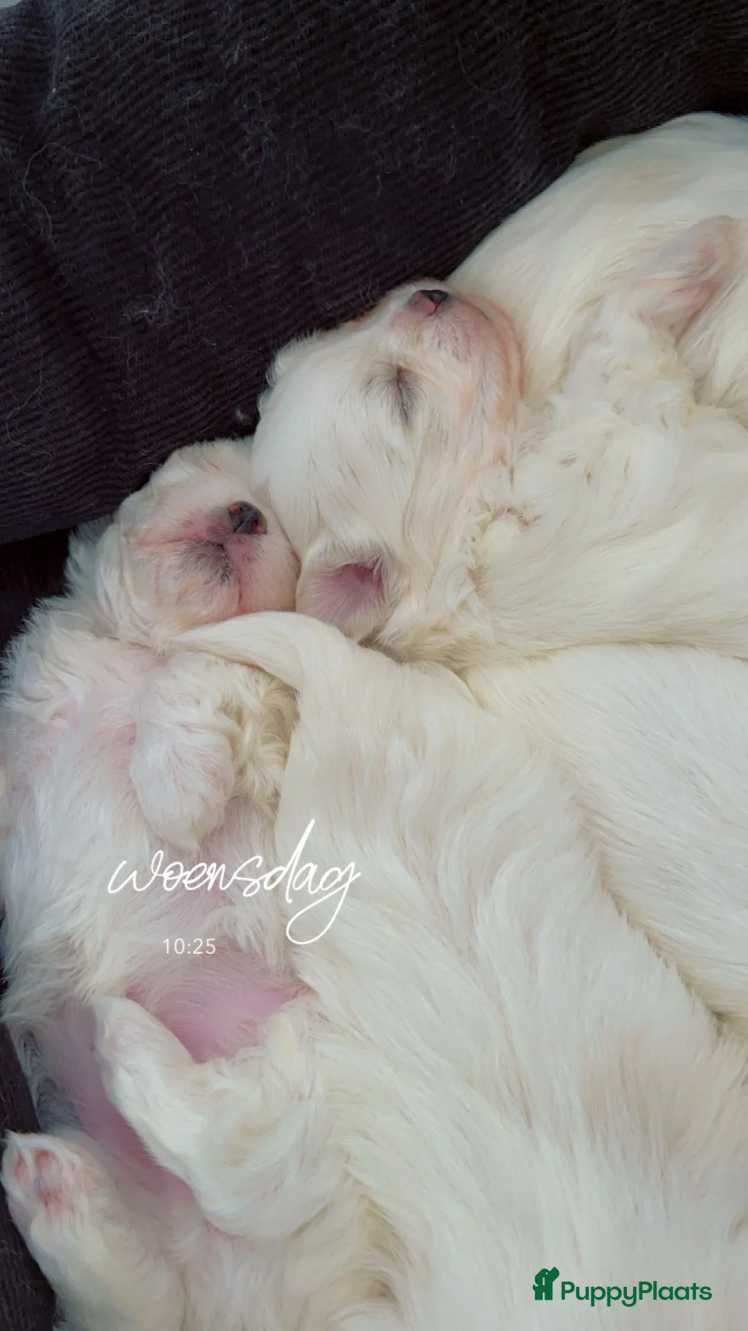 Maltezer honden te koop: Mini malzeter  - Advertentie 1