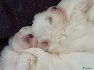 Maltezer honden Mini malzeter - Advertentie 9