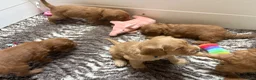 Australian Labradoodle honden te koop: Multigen Australian Labradoodle pups - Advertentie 7