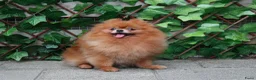 Pomeriaan honden te koop: Mooie pomeranian/ dwergkees pups met fci stamboom - Advertentie 17