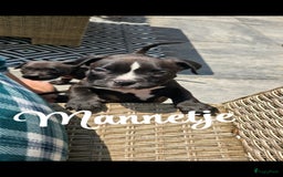 Amerikaanse Bully honden te koop: Pocket bully black - Afbeelding 3