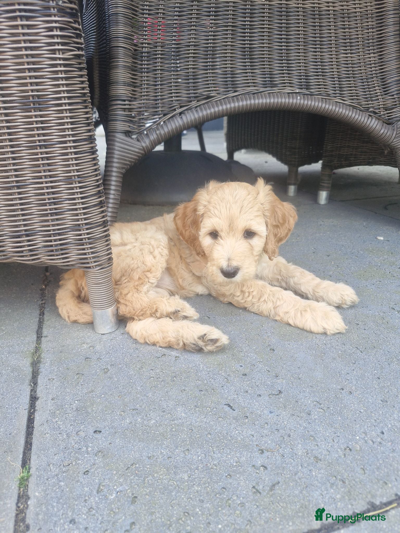 Labradoodle honden Labradoodle pups  - Advertentie 1