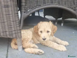 Labradoodle honden Labradoodle pups - Advertentie 1